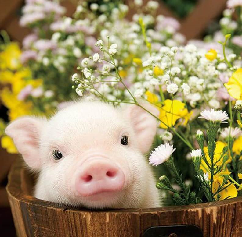 cute pig